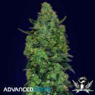 Advanced Seeds Auto Skunk Mass